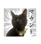 黒猫ジジの可愛さ伝え隊（個別スタンプ：12）