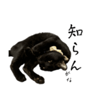 黒猫ジジの可愛さ伝え隊（個別スタンプ：13）
