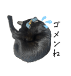 黒猫ジジの可愛さ伝え隊（個別スタンプ：14）