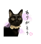 黒猫ジジの可愛さ伝え隊（個別スタンプ：15）