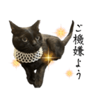 黒猫ジジの可愛さ伝え隊（個別スタンプ：17）