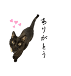 黒猫ジジの可愛さ伝え隊（個別スタンプ：18）