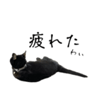 黒猫ジジの可愛さ伝え隊（個別スタンプ：21）