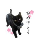 黒猫ジジの可愛さ伝え隊（個別スタンプ：22）