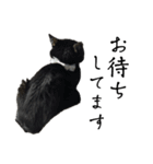 黒猫ジジの可愛さ伝え隊（個別スタンプ：24）