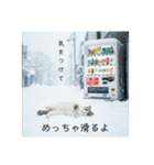 雪と街とねこ♡（個別スタンプ：4）