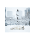 雪と街とねこ♡（個別スタンプ：9）