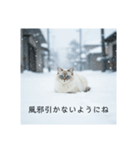 雪と街とねこ♡（個別スタンプ：10）
