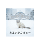 雪と街とねこ♡（個別スタンプ：12）