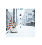 雪と街とねこ♡（個別スタンプ：13）