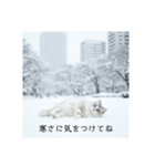 雪と街とねこ♡（個別スタンプ：15）