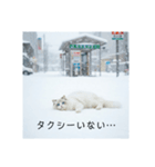 雪と街とねこ♡（個別スタンプ：21）