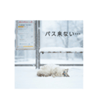 雪と街とねこ♡（個別スタンプ：22）