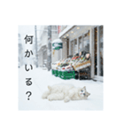 雪と街とねこ♡（個別スタンプ：30）