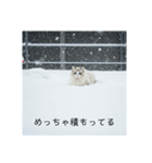 雪と街とねこ♡（個別スタンプ：38）