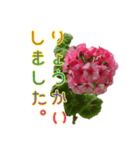 ゼラニウムを添えて挨拶や相槌など盛り沢山（個別スタンプ：5）