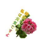 ゼラニウムを添えて挨拶や相槌など盛り沢山（個別スタンプ：13）