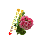 ゼラニウムを添えて挨拶や相槌など盛り沢山（個別スタンプ：19）