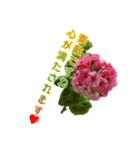 ゼラニウムを添えて挨拶や相槌など盛り沢山（個別スタンプ：20）