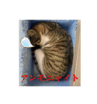 うちの近所の猫2（個別スタンプ：1）