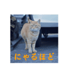 うちの近所の猫2（個別スタンプ：4）
