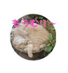 うちの近所の猫2（個別スタンプ：9）