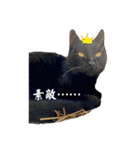 うちの近所の猫2（個別スタンプ：10）
