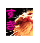 うちの近所の猫2（個別スタンプ：14）
