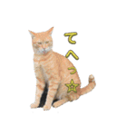 うちの近所の猫2（個別スタンプ：15）