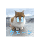 うちの近所の猫2（個別スタンプ：16）