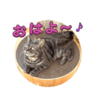 アメショぽんずの日常2（個別スタンプ：1）