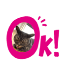 アメショぽんずの日常2（個別スタンプ：3）