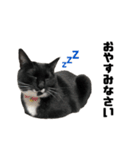 りんすず ねこちゃん（個別スタンプ：2）