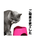 りんすず ねこちゃん（個別スタンプ：6）
