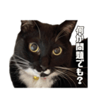 りんすず ねこちゃん（個別スタンプ：9）