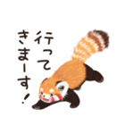 レッサーパンダのポへ！ず〜っと毎日使える（個別スタンプ：12）