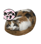 くまらいむかいみかん2（個別スタンプ：8）