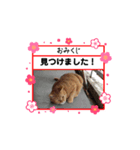 動く！うちの猫ズ②リターンズ（個別スタンプ：5）