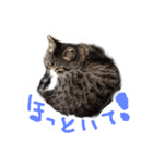 にゃんこの居処（個別スタンプ：7）