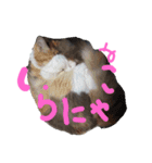 にゃんこの居処（個別スタンプ：8）