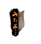 にゃんこの居処（個別スタンプ：9）