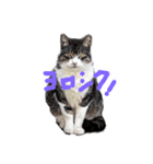 にゃんこの居処（個別スタンプ：16）