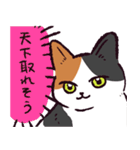 三毛猫です.（個別スタンプ：22）