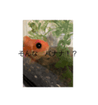 ペットスタンプです。（個別スタンプ：3）