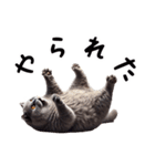 ブリティッシュショートヘアのスタンプpt3（個別スタンプ：2）