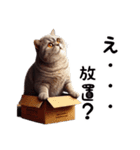 ブリティッシュショートヘアのスタンプpt3（個別スタンプ：6）