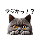 ブリティッシュショートヘアのスタンプpt3（個別スタンプ：12）
