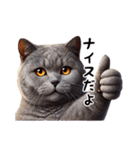 ブリティッシュショートヘアのスタンプpt3（個別スタンプ：15）