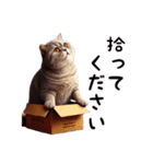 ブリティッシュショートヘアのスタンプpt3（個別スタンプ：26）