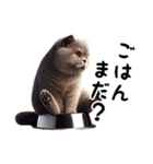 ブリティッシュショートヘアのスタンプpt3（個別スタンプ：31）